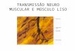 Aula 5   transmissão neuro muscular e músculo liso