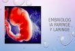 Embriología faringe laringe