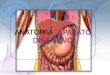 Anatomia aparato digestivo