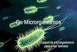 Os microrganismos