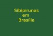 SIBIPIRUNAS EM BRASÍLIA - FOTOS DE ALCIDES DOURADO