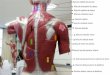 Anatomia Músculos Para Peças Anatômicas