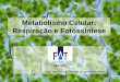Metabolismo Celular: Respiração e Fotossíntesejvasconcellos.com.br/fat/wp-content/uploads/2012/11/Aula-06.pdf · Metabolismo Celular: Respiração e Fotossíntese ... Fermentação
