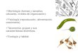 Morfología (formas y tamaños celulares, niveles de ...cofes.org.ar/descargas/relas/3_jornada/6_1_Algas.pdf · Clave de géneros de Euglenophyta 1. Células de vida libre 2. Células
