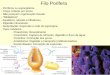 Filo Porifera -  · PDF file- Enterobiose - Causador: Enterobius vermicularis Profilaxia-Tratamento de doentes. ... Interna, externa ou ausente.. Proteção e sustentação