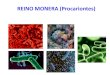 REINO MONERA (Procariontes) · PDF fileREINO MONERA (Procariontes) São as células mais simples, chamadas PROCARIONTES. São desprovidas de carioteca e da maioria das organelas (possuem
