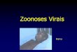 Zoonoses Virais -  · PDF fileDefinição Zoonoses são doenças transmitidas de animais ao homem, direta ou indiretamente (através de vetores). Quando um inseto vetor está