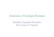 Anatomia e Fisiologia Humana - uel.br · PDF fileProf. Ernesto - Engenharia Biomédica - Anatomia e Fisiologia Humana Slide 12 ... •A replicação do DNA ocorre durante a divisão