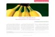 Frutas da Bahia - Seagri | Secretaria da Agricultura ... · PDF fileno Estado, merece destaque a banana ... com refl exo direto nos preços. Em 2008, ... nal do fruto, atingindo 954.439