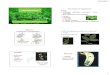 Morfologia de leguminosas - UNESP: Câmpus de Jaboticabal - Faculdade de · PDF file · 2013-04-25Morfologia de leguminosas ... (Colletrotriclum trifolii): mancha de coloração marrom