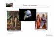 Fixismo e Criacionismo - Biologia e Geologia 11 · Fixismo e Criacionismo Lucas Cranach, Adão e Eva, 1530 Transparência nº 1 Retirado de  Retirado de