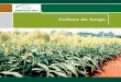 Cultura do Sorgo - Emater-MG, a melhor Empresa do Brasil …€¦ ·  · 2012-08-30ta do solo, para protegê-lo dos raios solares, facilitando a infiltração da água e outros benefícios