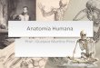 Anatomia Humana - files.educacao-fisica-uninove …files.educacao-fisica-uninove-10.webnode.com/.../anatomia-humana... · Conceitos Anatômicos •Normal •Em anatomia e um conceito