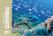 QUIRIMBAS - anac.gov.mz · As florestas densas de mangal, ... 114 km até à vila de Quissanga, Aldeia de ... recifes de coral estão em excelente estado de conservação, 