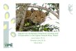 Jaguars as Landscape Detectives: Ecology and Conservation ...culter.colorado.edu/~kittel/CaseStudy_JAGUAR_Fernando512.pdf · Jaguars as Landscape Detectives: Ecology and Conservation