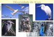 Diversidade de Aves - UFPA de... · Anseriformes - Anatidae Amazonetta brasiliensis Dendrocygna autumnalis. Falconiformes- ... Grande diversidade de aves Muitaas écies primitivas