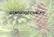 GIMNOSPERMAS - satuf.netsatuf.net/biologia/Gimnosperma e angiosperma.pdf · •Gimnospermas: possuem sementes, mas não formam frutos. • Suas sementes são chamadas “nuas”,
