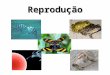 Reprodução Animal - Colégio Inedi€¦ · PPT file · Web viewReprodução Reprodução Característica de todos os seres vivos Garante a perpetuação das espécies Pode ser