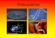 Protozoários - upvix.com.br · Apicomplexa ou Esporozoários •Protozoários sem estruturas locomotoras ... •Se locomovem e obtêm alimento através de pseudópodes (prolongamentos