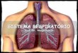 SISTEMA RESPIRATÓRIO - fisiofatern.weebly.comfisiofatern.weebly.com/uploads/5/0/6/3/5063294/aula_sistema... · Sistema Respiratório Divisão do Sistema Respiratório Porção de