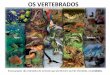 OS VERTEBRADOS - colegiosantarosa-pa.com.brcolegiosantarosa-pa.com.br/material_do_professor/bruno_uchoa/7ano... · OS VERTEBRADOS Esses grupos são exemplos de animais que pertencem