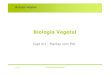 Biologia Vegetal - maloucao/Aula 22BV.pdf  Maio 06 Maria Am©lia Martins-Lou§£o 3 Biologia Vegetal
