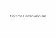 Sistema Cardiovascular - anatomia.icb.ufrj.branatomia.icb.ufrj.br/material/Daniela_Cardiovascular.pdf · Sistema Cárdio-vascular • Grande circulação • Pequena circulação