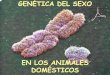 EN LOS ANIMALES DOMÉSTICOS - … · • En el caso de las hembras al ser ambos cromosomas sexuales X es igual el comportamiento de autosomas que de ... Otras características ligadas