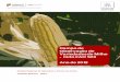 RESULTADOS CAMPO VARIEDADES DE MILHO€¦ · O herbicida manifestou elevada selectividade para a planta do milho. 8. Amontoa do milho A amontoa foi realizada no dia 26/06/2013. 9