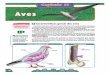 Full page photo - e-conhecimento.com.br · mente o sistema cardiovascular de ave. Nele é possivel observar o coração com dois átrios e dois ventriculos A circulaçäo das aves