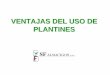 Ventajas del uso de plantines en Sandía [Modo de ... del uso de plantines (.).pdf · Evitar que se presenten problemas de chupaderas fungosas. Esto dado a que las bandejas están