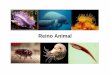 Reino Animal - Cópia [Modo de Compatibilidade]biologiaongep.pbworks.com/w/file/fetch/57879705/reino_animal.pdf · MOLUSCOS Ex: Lesma, búzios, lula, polvo, sépia, náutilo, caramujo,