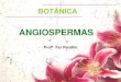 ANGIOSPERMAS - liceuasabin.br€¦ · Relações filogenéticas Algas verdes (grupo externo) Briófitas Pteridófitas Gimnospermas Angiospermas Gametângios revestidos por células