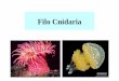 Filo Cnidaria - lei.ecoevol.ufg.br · motores (ativam músculos) e interneurônios (conexão entre ... glandulares liberam enzimas digestivas (digestão extracelular) – partículas