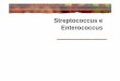 Streptococcus e Enterococcus - FMUPusers.med.up.pt/cc04-10/microslides/5-strepto.pdf · Características gerais-cocos gram+ em cadeias ou aos pares-Capsulados, não esporulados, imóveis-Catalase