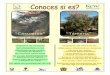 Afiche AMIGO o ENEMIGO - darwininitiative.org.uk AR2 Ann C... · Destruye todo ecosistemas de Ica (zonas del río Ica-Ocucaje) NO INVASORA en Ica Nitrificadora de suelos (fuente de