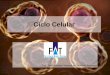 Ciclo Celular - jvasconcellos.com.br · Papéis da divisão celular •Importância Apenas uma etapa do ciclo celular; Gera um organismo inteiro (unicelulares); Em alguns organismos