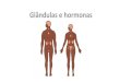 Glândulas e hormonas · Hipófise Glândula produtora de várias hormonas, como a hormona de crescimento, sob controlo do hipotálamo. Tiroide Glândula produtora de hormonas tiroideas,