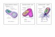 cartas2.pdf · Membrana celular z Reticulo Mitocôndria Vacúolo Citoplasma FUNGO Parede celular Bacteriófago (T -4) DNA Cápside Cauda VíRUS . rreponema pa//idum Ribossomo Plasmídio