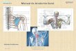 Manual de Anatomia Geral - massagempro.com · terminologias gerais e principais de anatomia básica, bem como descrever em termos gerais os principais componentes dos Sistemas Endócrino