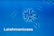Leishmanioses - lineu.icb.usp.brlineu.icb.usp.br/~farmacia/ppt/antigos/LeishmanioseN2010.pdf · A resposta protetora primária contra leishmaniose é mediada por células. • Pacientes
