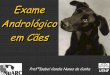Exame Andrológico em Cães - Sistema Famatosistemafamato.org.br/site/arquivos/Exame andrologico em caes .pdf · 9Compra ou venda de reprodutores 9Seleção de doadores para o uso