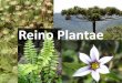 Reino Plantae - zaccaria.g12.br Fundamental II/Série 17... · Reino Plantae •As plantas são seres pluricelulares e eucariontes. Nesses aspectos elas são semelhantes aos animais