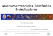 Macroinvertebrados Bentônicos Bioindicadoreslabs.icb.ufmg.br/benthos/index_arquivos/pdfs_pagina/educacaoamb... · • bioacumuladores; • caracterizam a qualidade da água em um