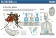 EL CICLO DEL DENGUEarchivo.eluniversal.com.mx/graficos/pdf09/dengue.pdf · 2009-12-23 · Transmite el virus del dengue y de la fiebre amarilla 5 mm Tamaño real 30 días es el tiempo