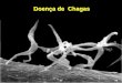 Doença de Chagas - Placeholder pagelineu.icb.usp.br/~farmacia/ppt/antigos/Chagas_not2011.pdf · Trypanosoma Phytomonas Endotrypanum T.bruceirhodesiensi T.brucei gambiensi Leishmania