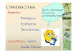 Cyanobacteria 2014 1 de 3 - docs.ufpr.brmicrogeral/2014Bio009CYANOAula2.pdf · (ReinoReino) EUBACTERIA ((Filo) CyanobacteriaCyanobacteria DOMÍNIO BACTERIA Cyanophyta -- CianófitasCianófitas