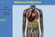 Sistema Endócrino - censa.edu.br · Sistema Endócrino 1) Introdução O sistema endócrino é responsável pelo controle das atividades metabólicas do organismo. Atua a longo prazo,