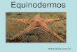 Equinodermos - O melhor conteúdo de Biologiawbio.com.br/wp-content/uploads/2016/08/Equinodermos-2017.pdf · para o transporte de gases. ... > Os equinodermos têm sido amplamente