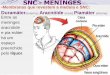 SNC - MENINGES -Membranas que revestem a medula e SNCisepepos.com.br/isac/arq/materiais/cur_59/tur_19/dis_288/19_11... · ruptura ou o corte de um vaso sanguíneo ... continuamente